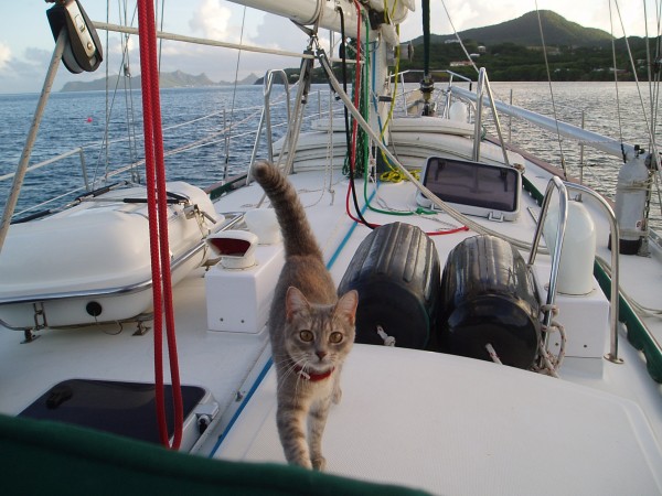 Pre Departure Check List #1 - 'Swat on Board?', 8 Month Old Kitten Rescued in Puerto Rico in April 2013