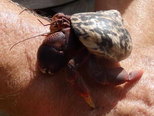 Hermit Crab Found on the Hiking Trail