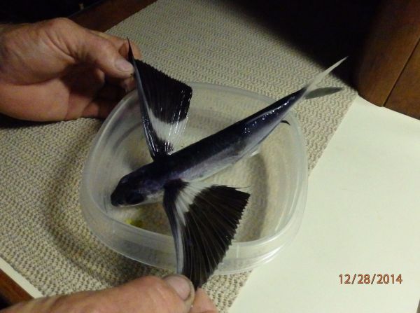 Flying Fish and its Wings