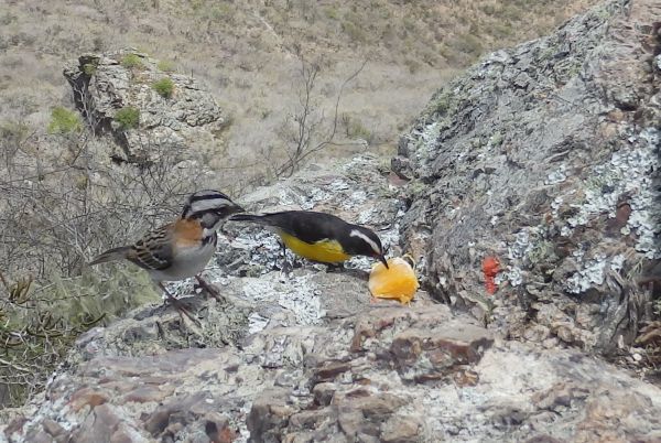 Birds Sharing an Orange with Me at Top of Christoffel National Park