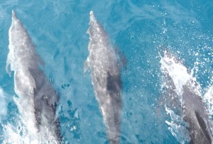 School of Dolphins Enjoying Free Ride; we frequently found lots of dolphins while sailing from Santa Marta to Puerto Velero.