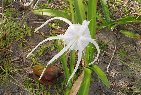 Some kind of Lilly Flower in Coco Bandero Cays, San Blas/Panama
