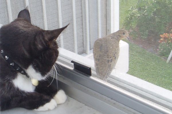 Sesame Watching a Bird Behind of Window
