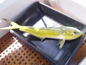 Free Fish 'Dorado' (a.k.a. Mahi Mahi or Dolphin)