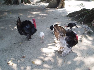 Turkeys in Calypso Marina Property