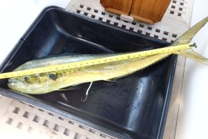 About 33 inches Mahi Mahi Fish Caught Sailing to Morehead City